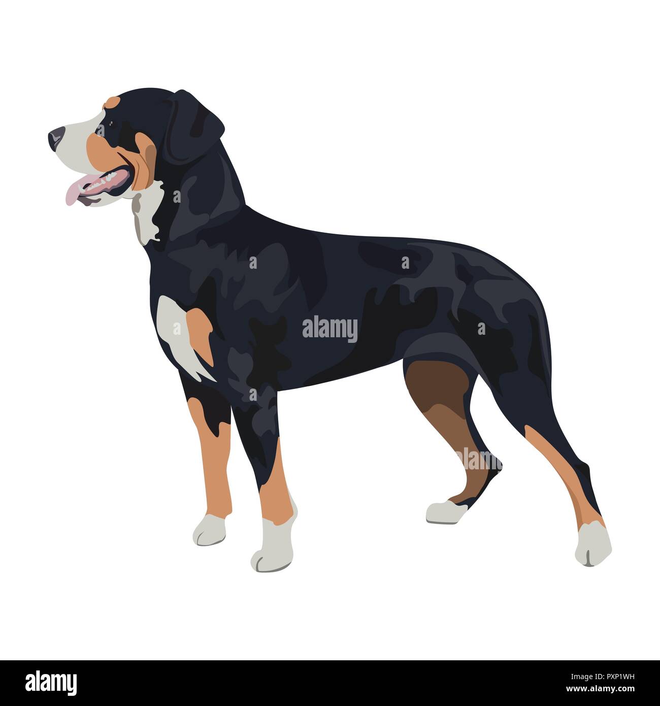 Swiss mountain dog isolated on white background. Purebred black tricolor dog panting. Popular swiss dog breed for your design. Stock Vector