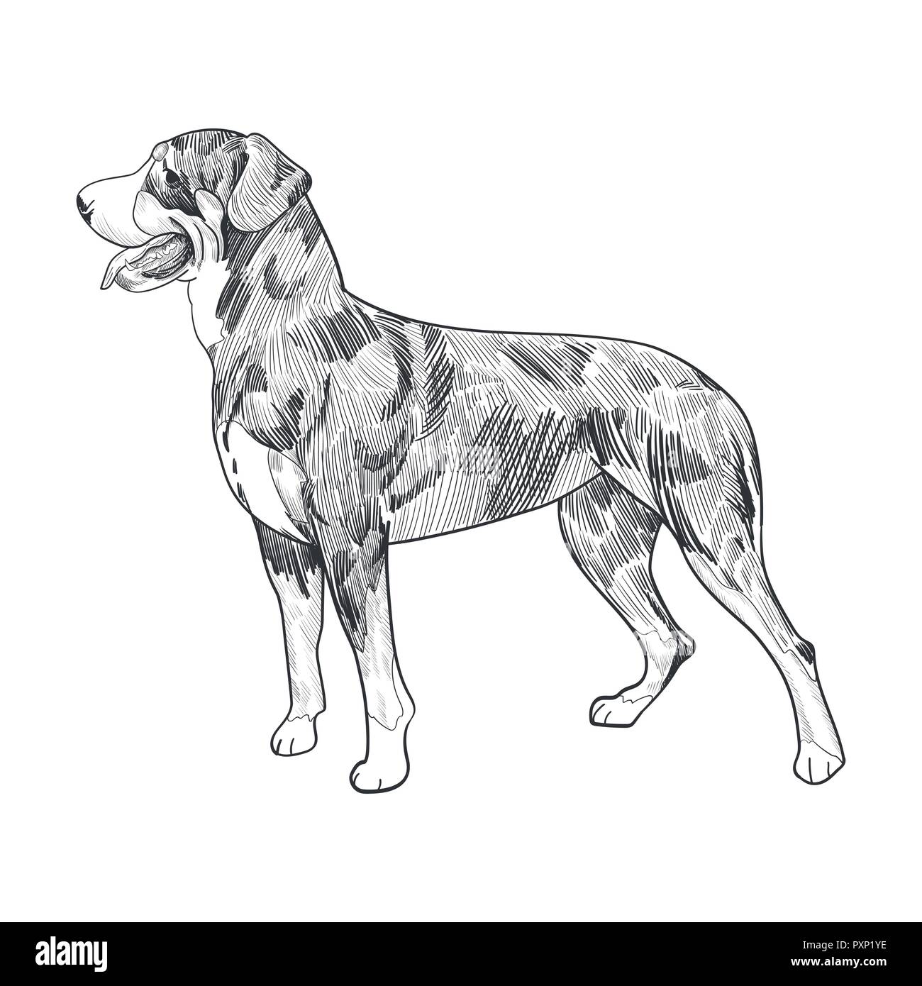 Swiss mountain dog hand drawn sketch isolated on white background. Purebred dog panting. Outline sketch of popular swiss dog breed. Stock Vector