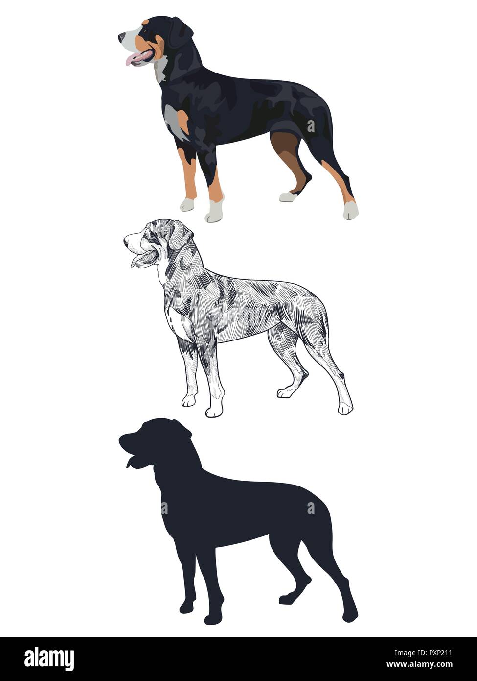 Swiss mountain dog in three different styles isolated on white background.Purebred dog silhouette and outline sketch. Purebred black tricolor dog pant Stock Vector