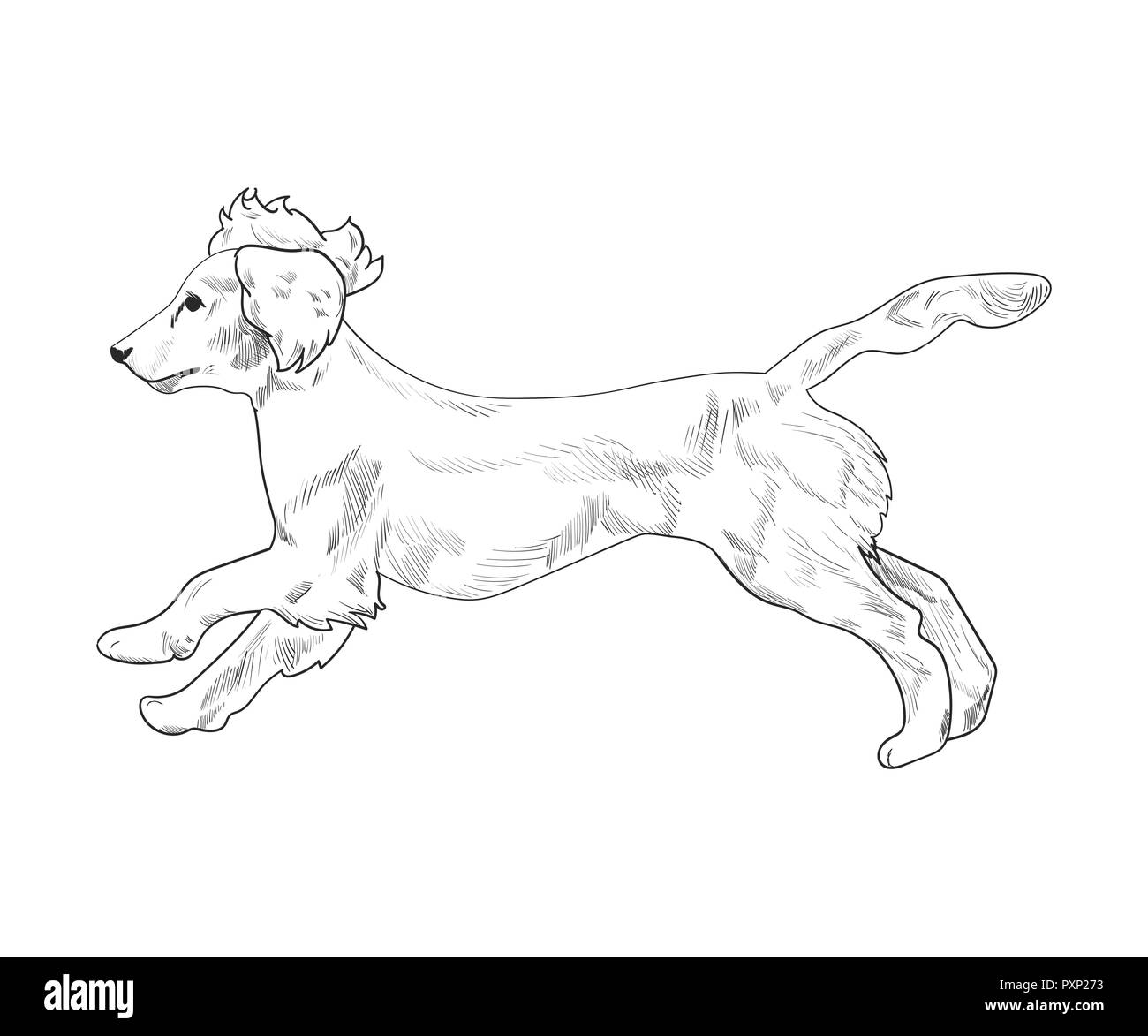 Cocker spaniel running hand drawn sketch isolated on white background. Side view of english cocker spaniel dog. Stock Vector