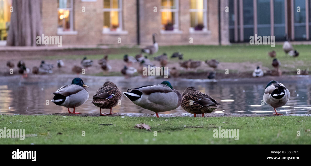 Pinner Memorial Park. Ducks on the edge of the pond in the foreground