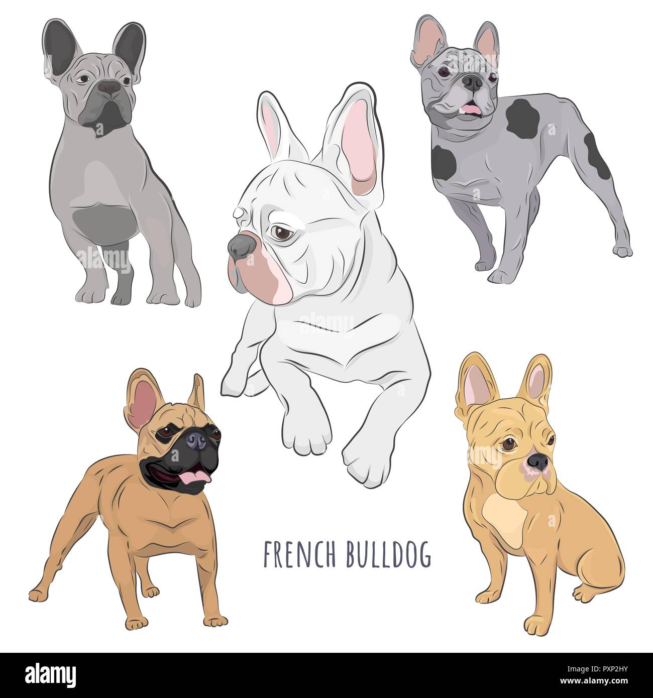 French Bulldog canine hand drawn illustration. Set of five frenchies in ...