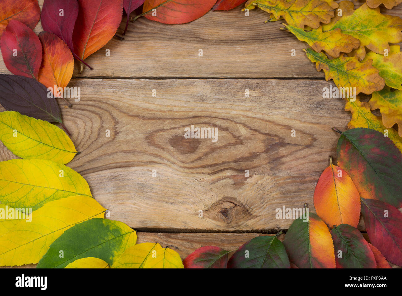 Thanksgiving red, yellow, orange fall leaf wreath frame on the wooden rustic background, copy space Stock Photo
