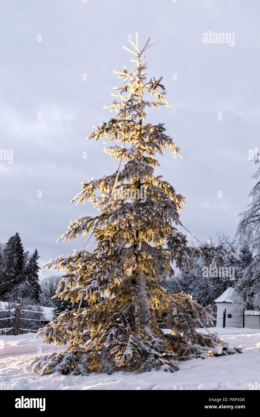 Beleuchteter Weihnachtsbaum im Freien, Winter Stock Photo