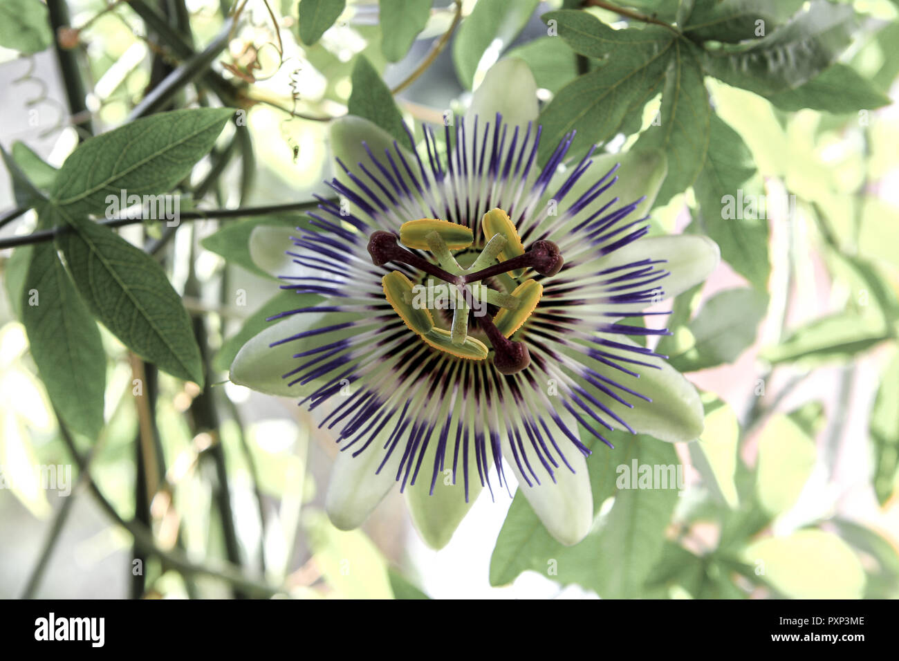 Blühende Passionsblume, Passifloraceae, Passion Flower Vine (Passiflora