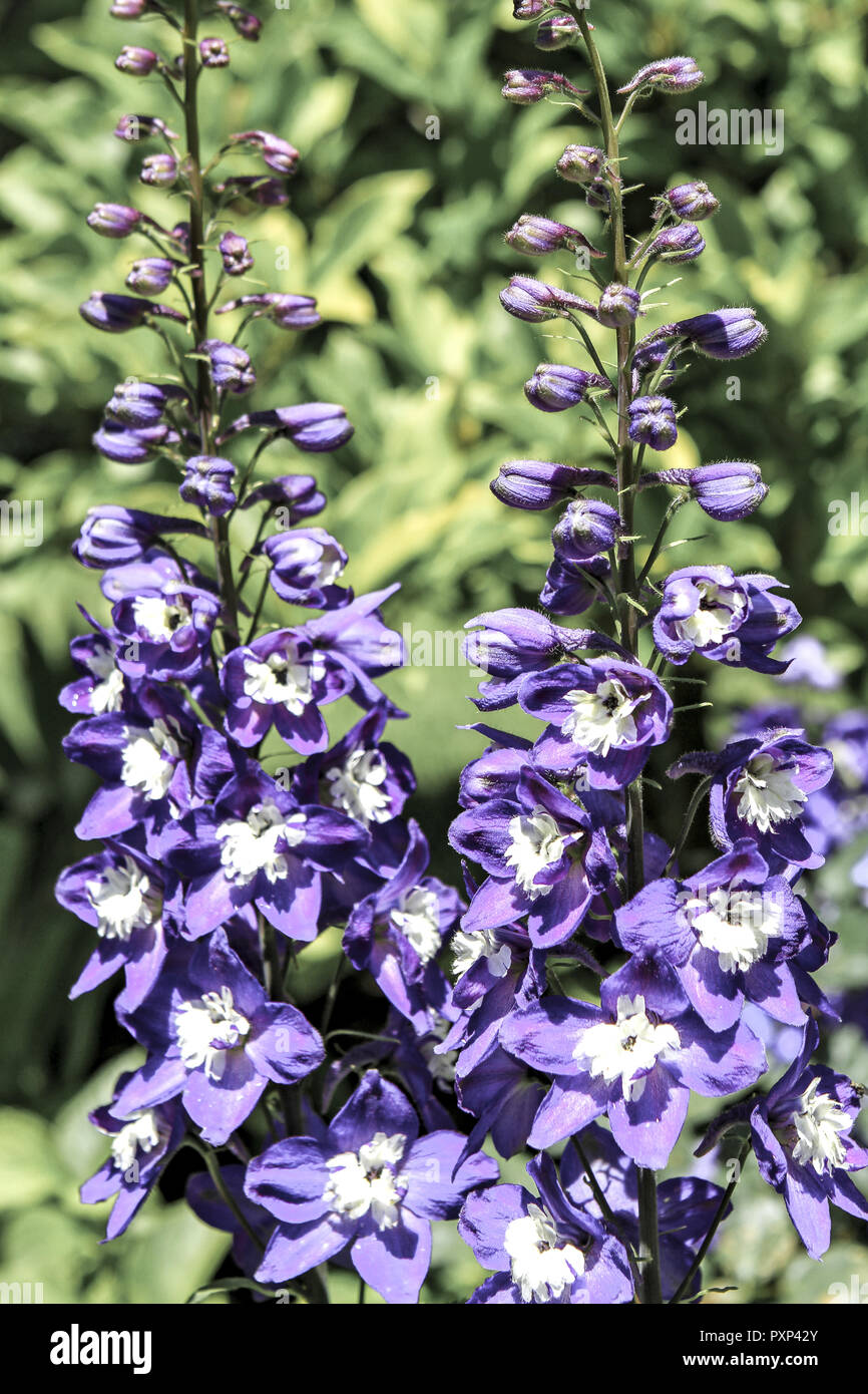 Blühender Rittersporn, Delphinium , Blooming larkspur, Delphinium Stock Photo