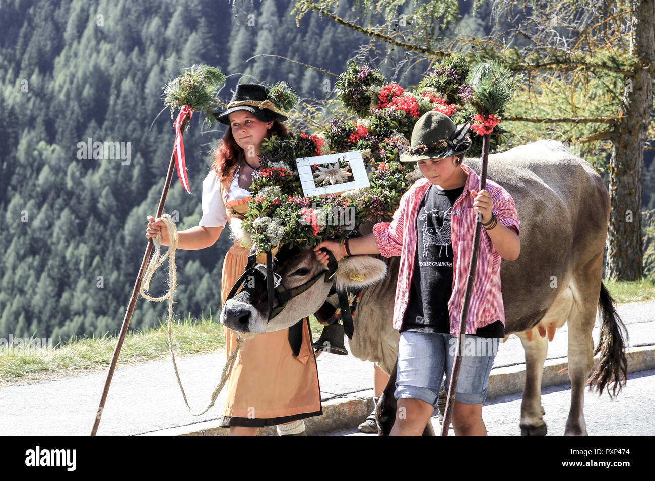 Almabtrieb, Viehscheid in Jerzens, Pitztal, Tirol, Österreich (nur redaktionell nutzbar, kein model release vorhanden) Stock Photo