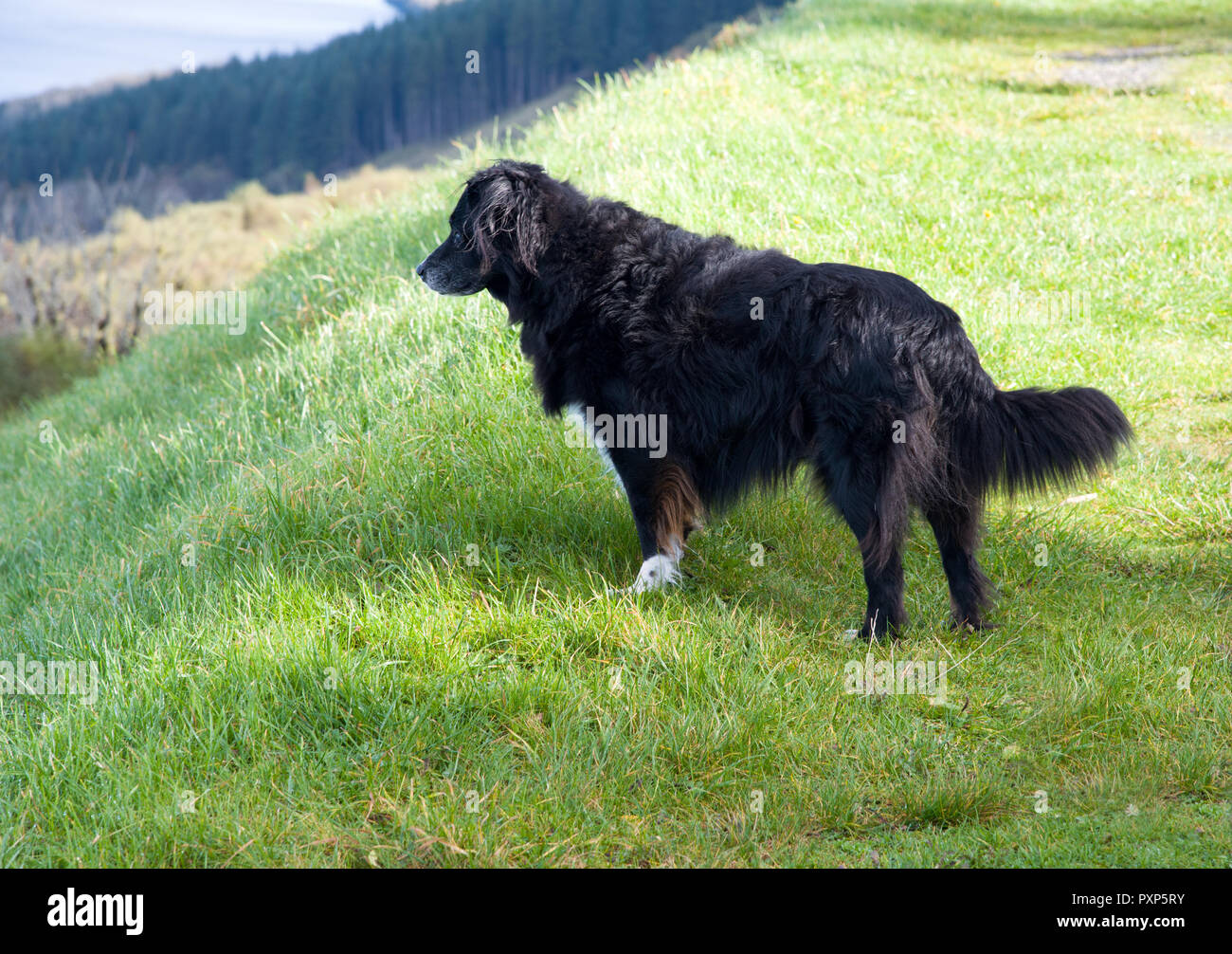 Solid Black Border Collie Puppy