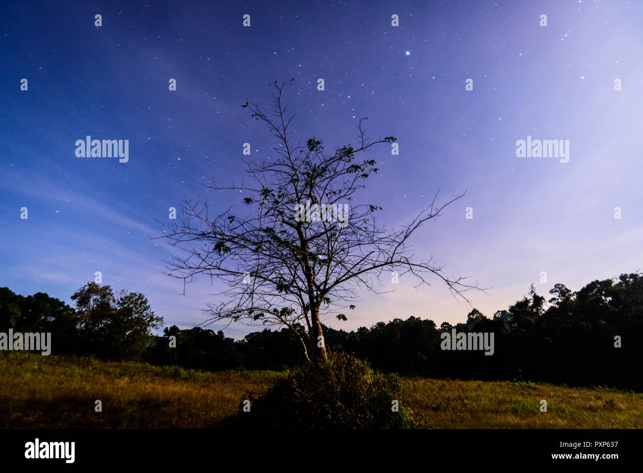 Stand alone tree hi-res stock photography and images - Alamy