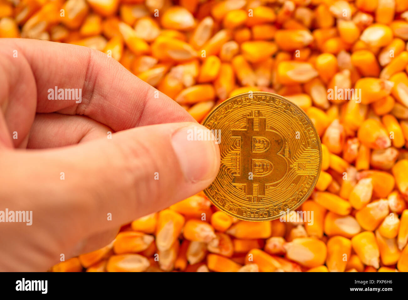 Bitcoin in hand over corn kernels heap, conceptual image for cryptocurrency  related commercial activity with commodity trade in agricultural business  Stock Photo - Alamy