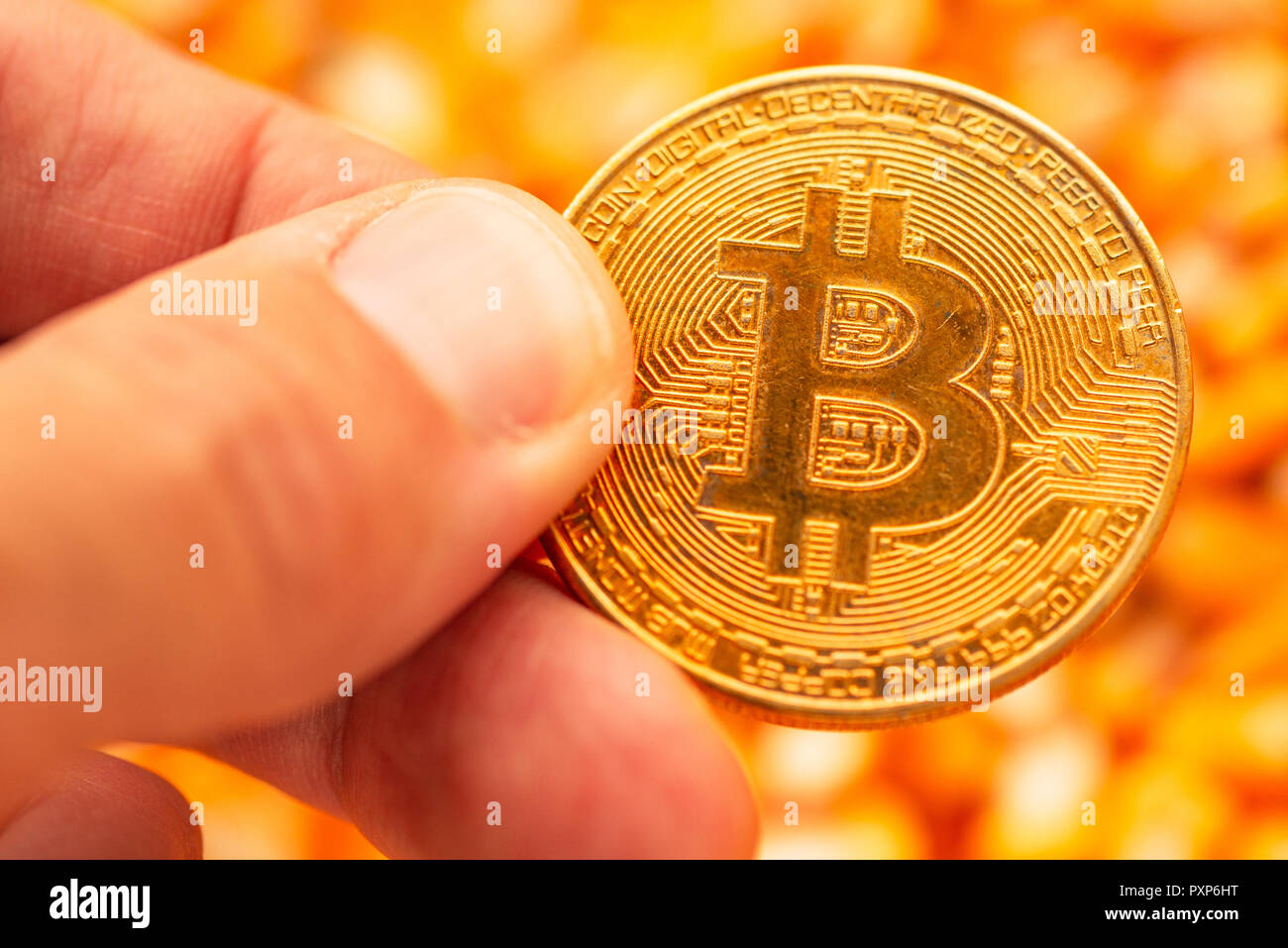 Bitcoin in hand over corn kernels heap, conceptual image for cryptocurrency related commercial activity with commodity trade in agricultural business Stock Photo
