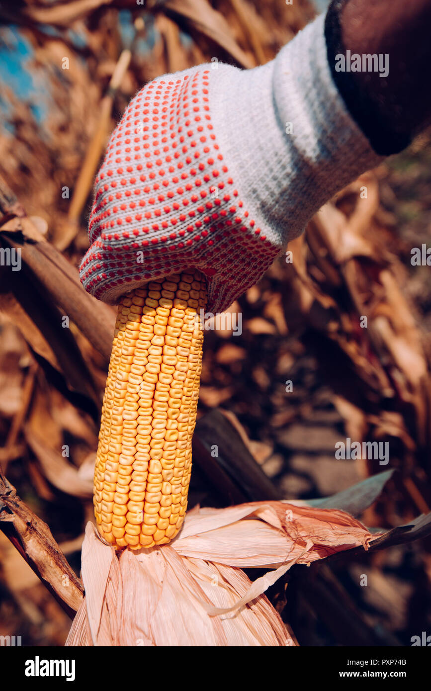 Hand picking corn cobs in field. Farm worker harvesting ripe maize crops by hands. Stock Photo