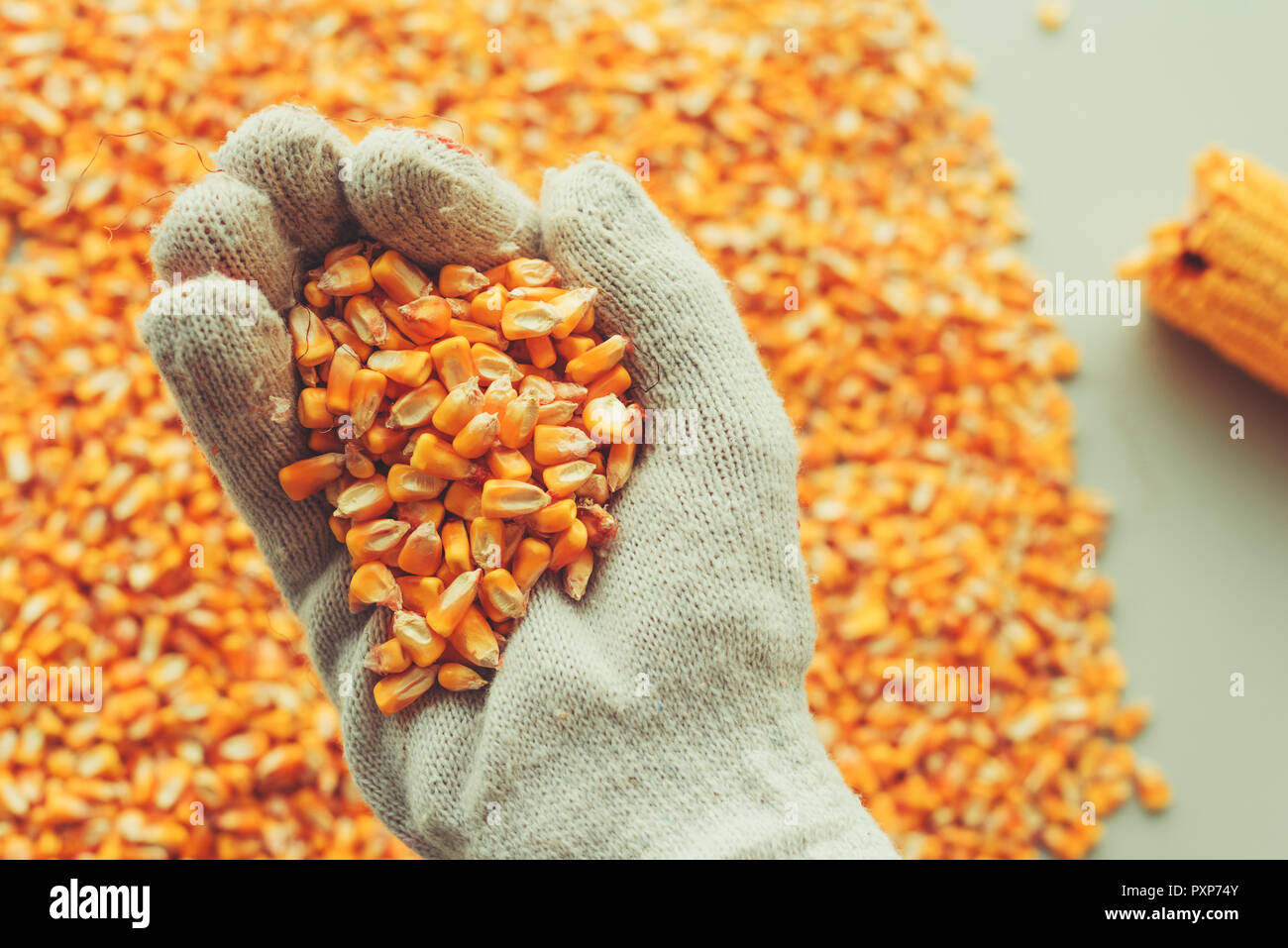 Farmer handful of harvested corn kernels, concept of abundance and
