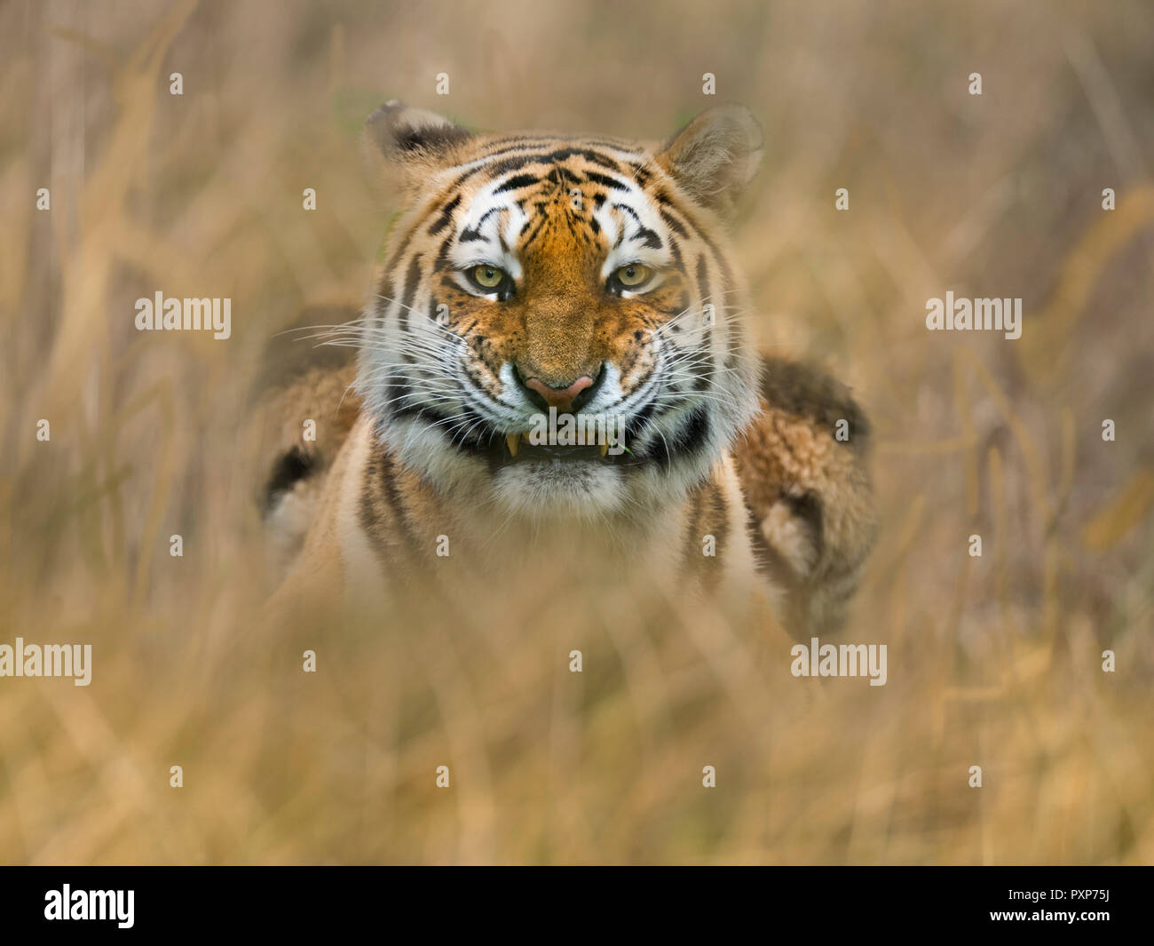 Siberian tiger Panthera tigris tigris  or Amur tiger snarling Stock Photo