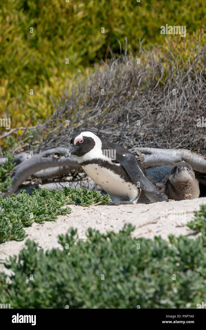 African Penguin, Boulders Beach, Simons Town, South Africa Stock Photo