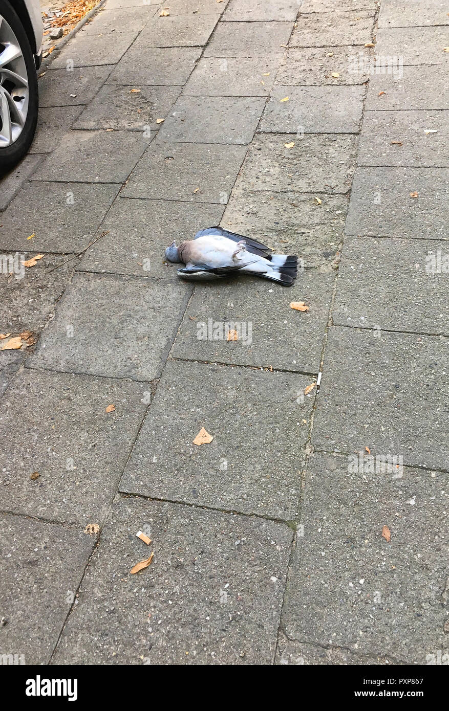 Dead pigeon laying peacefully on the pavement Stock Photo