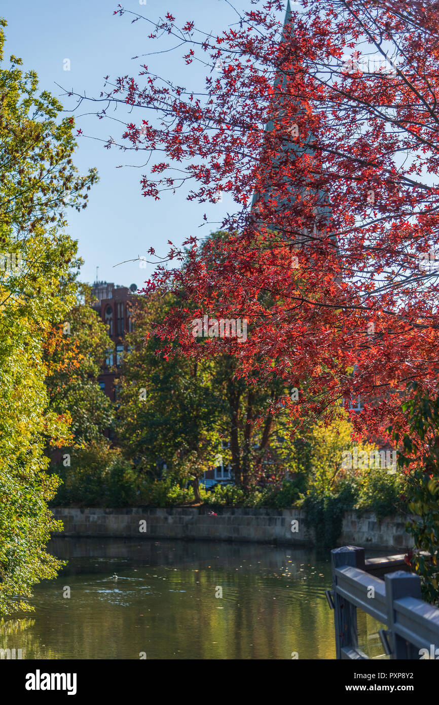 Herbstlicher Ahorn an der Ilmenau in Lueneburg Stock Photo
