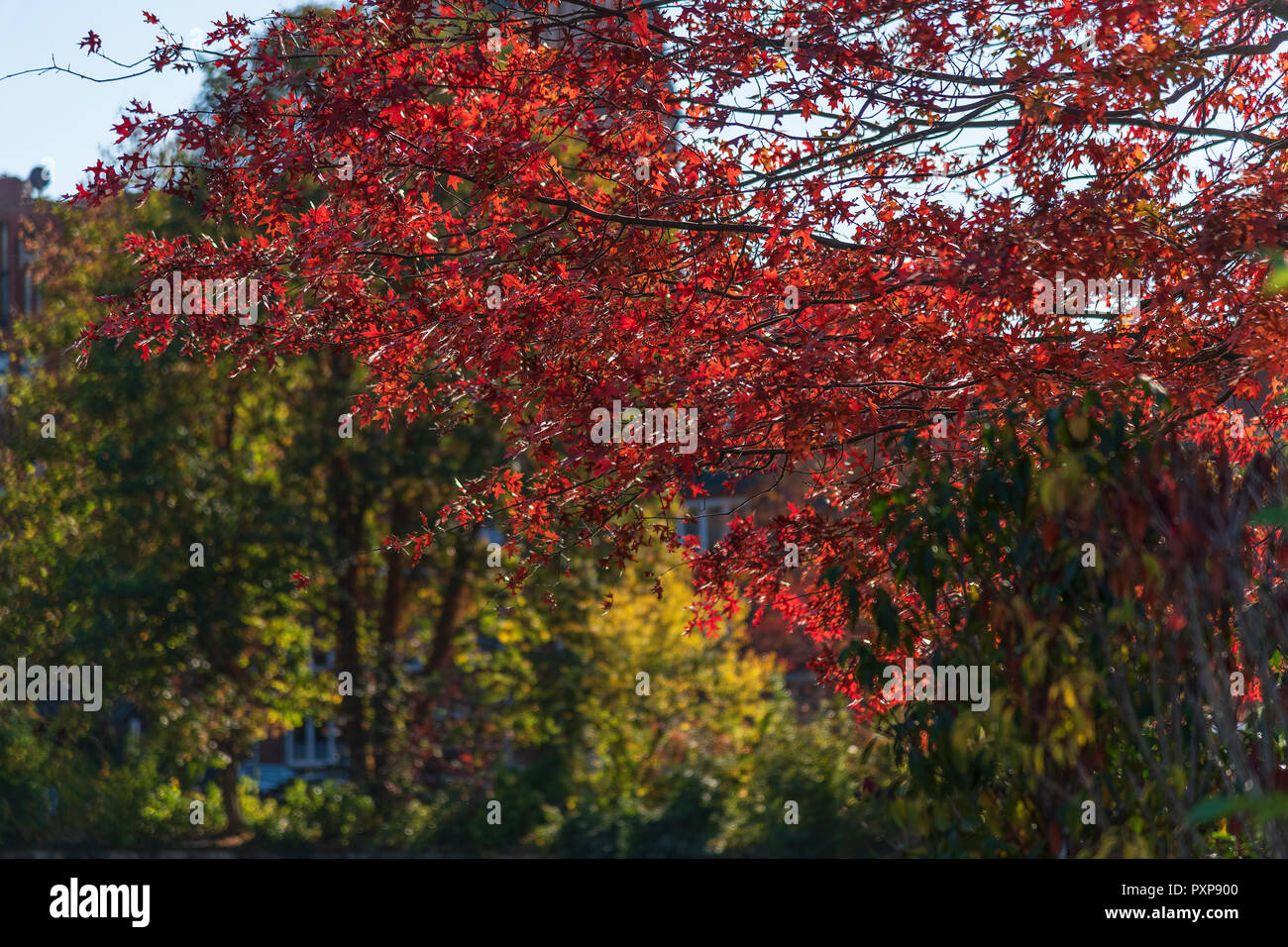 Herbstlicher Ahorn an der Ilmenau in Lueneburg Stock Photo