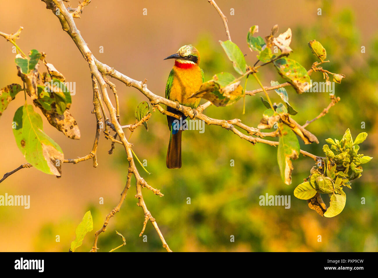 Colorful African bird: white-fronted bee-eater bird on top of a tree in South Africa from Kruger National Park, South Africa in water areas. Merops bullockoides species Stock Photo