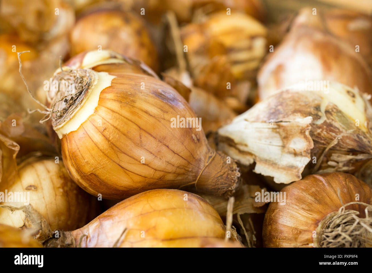 Narcissus tazetta 'Silver Chimes' bulbs Stock Photo