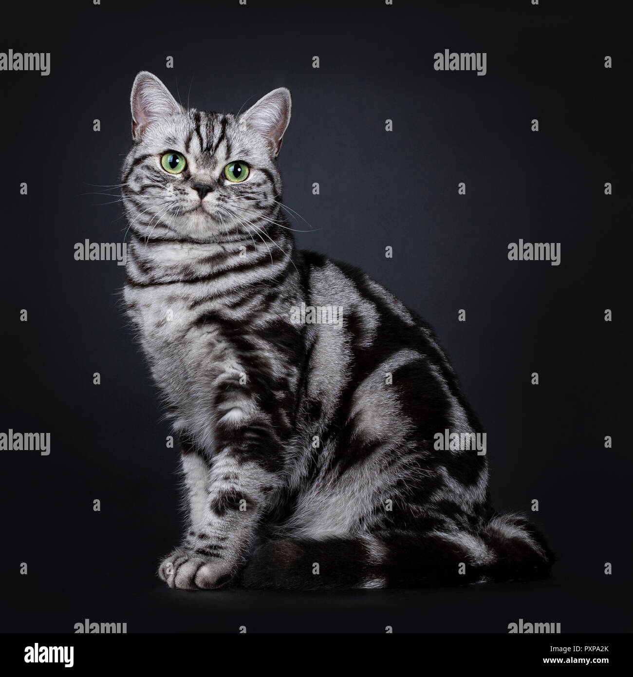 Expressive Black Silver Tabby Blotched British Shorthair Cat