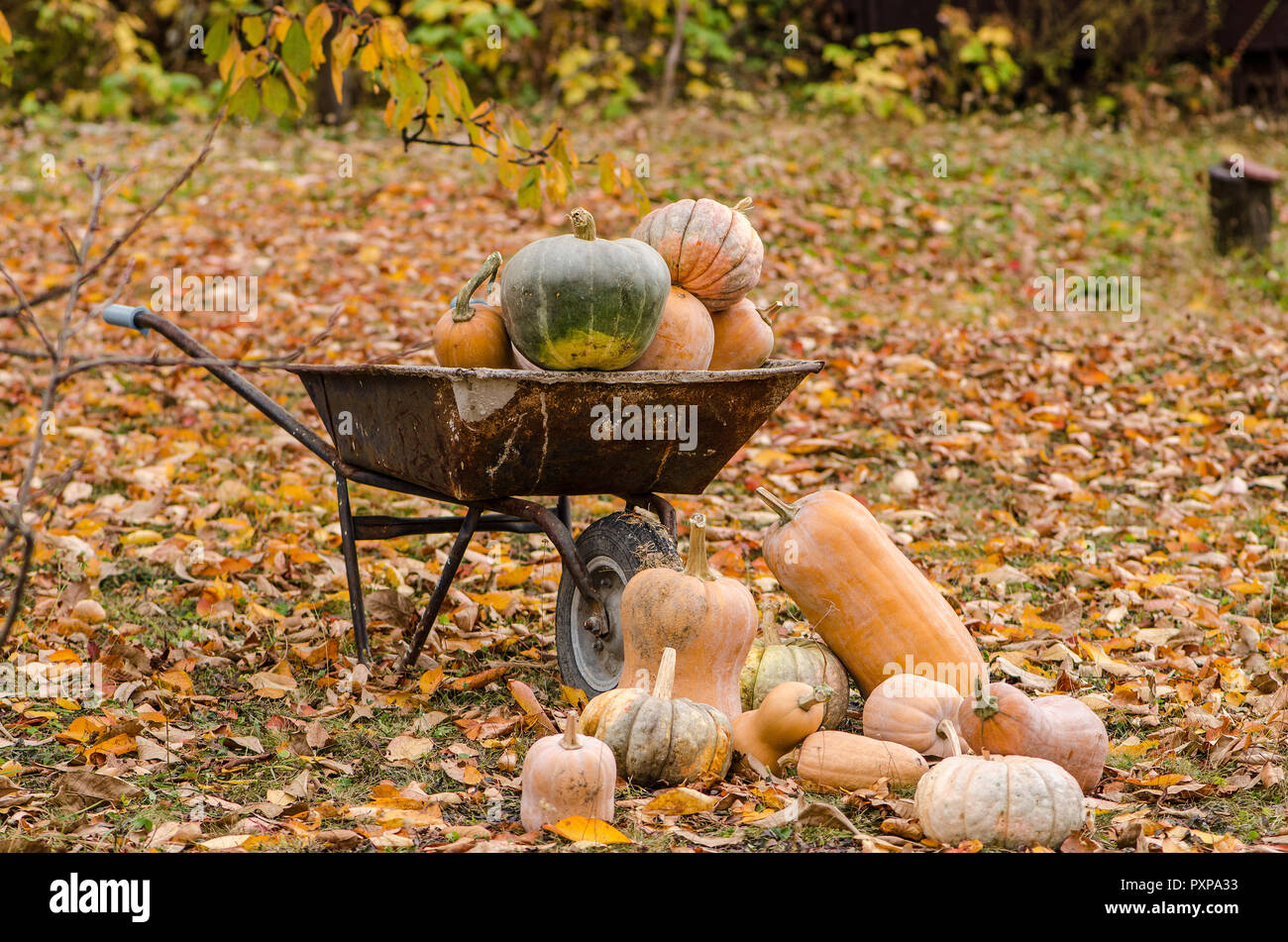 Group of Pumpkins in and arround the handcart situated on a field with ...