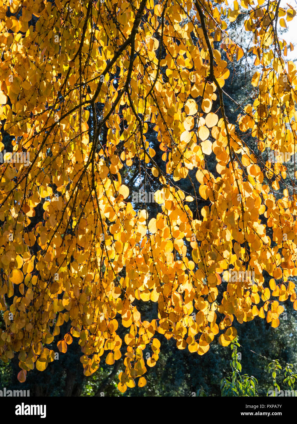 Backlit autumn foliage of the Japanese Katsura tree, Cercidiphyllum japonicum Stock Photo