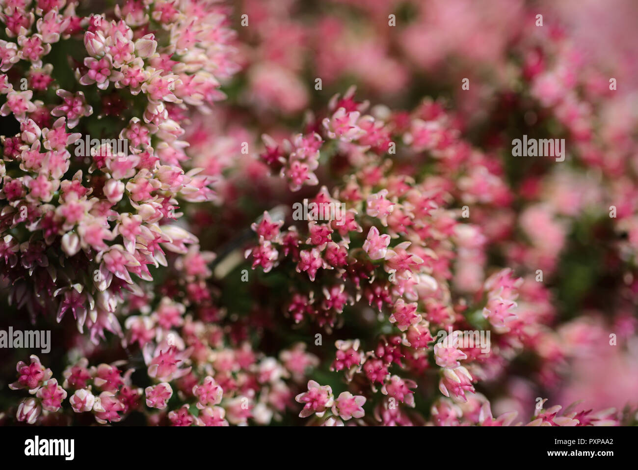 Flowering sedum telephium plant Stock Photo