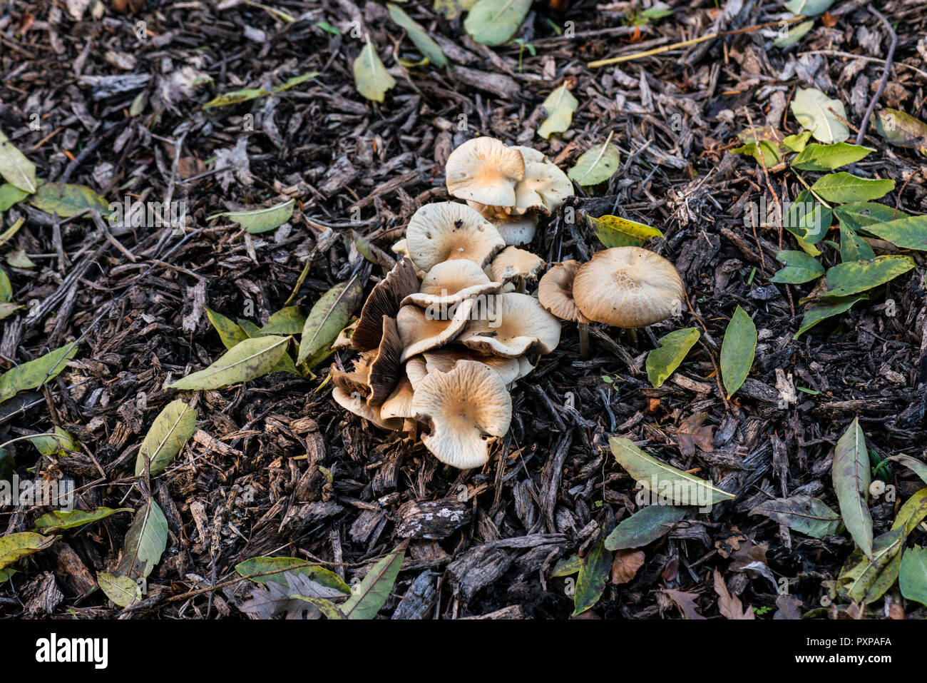 Fungi in autumn Stock Photo