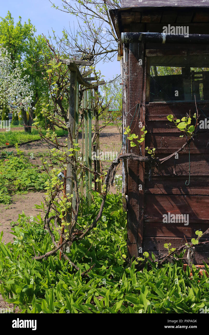 Wooden shed on allotments hi-res stock photography and images - Alamy