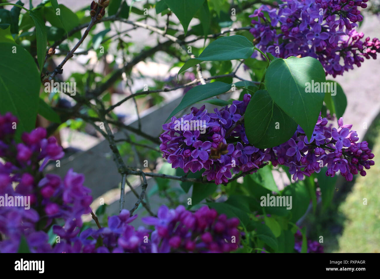 elderberry tree in full bloom Stock Photo