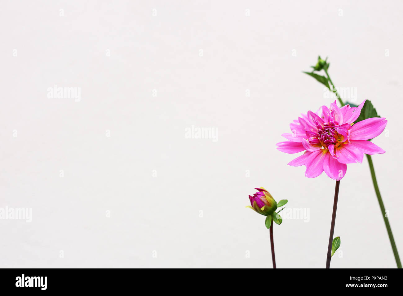 Dahlia flowers on magnolia colored wall background Stock Photo