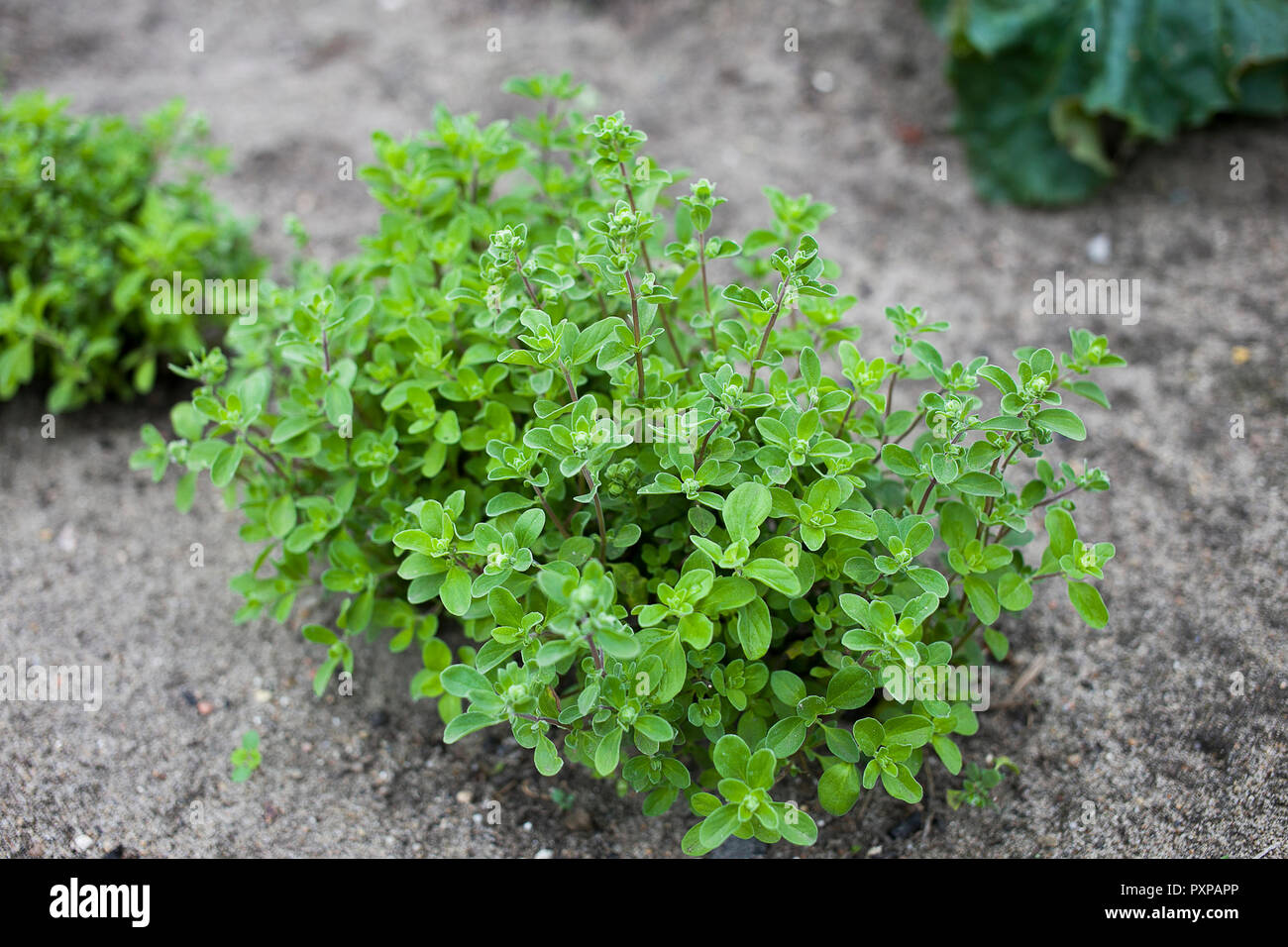 Marjoram close up on herb farm Stock Photo Alamy