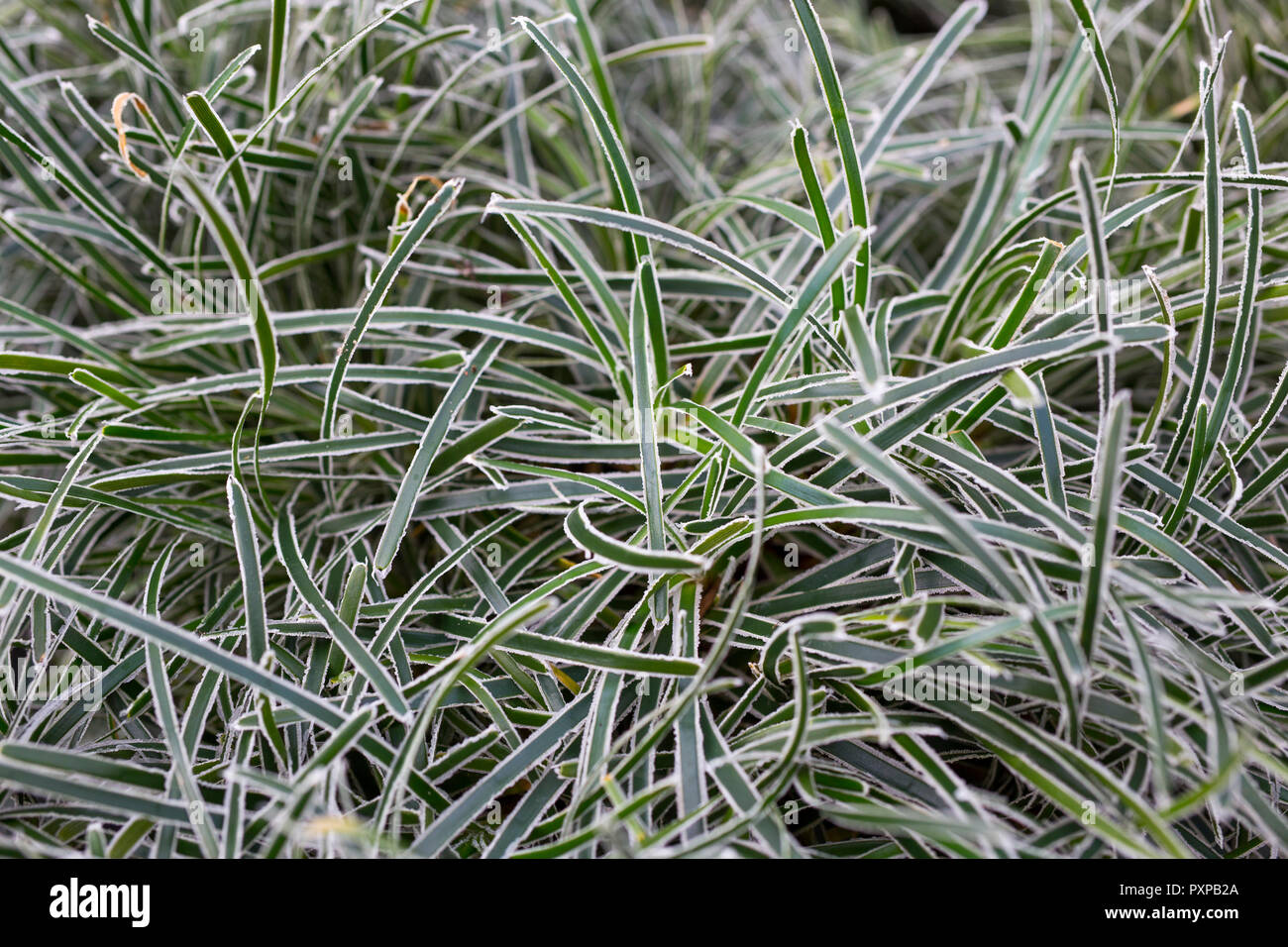 Ficinia truncata 'Ice Crystal' Stock Photo