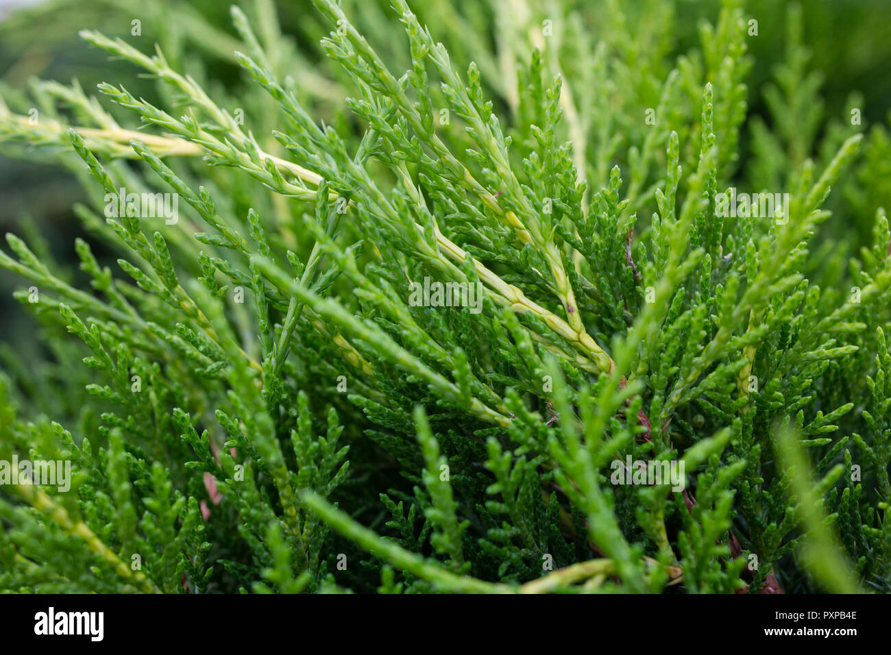 Juniperus x media 'Gold Coast' Stock Photo