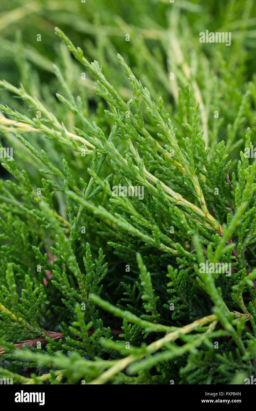 Juniperus x media 'Gold Coast' Stock Photo