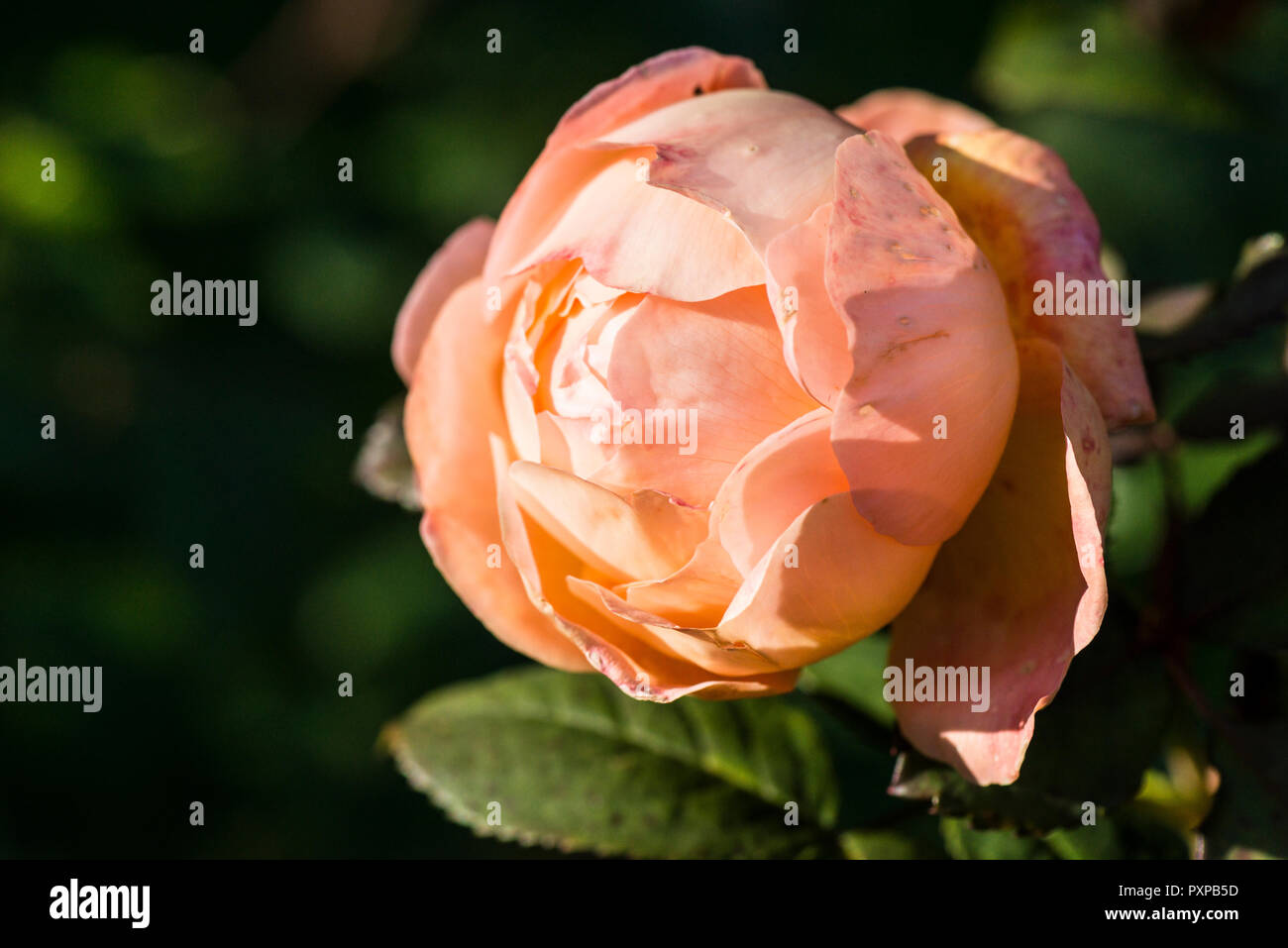 Rosa Lady Emma Hamilton High Resolution Stock Photography And Images Alamy