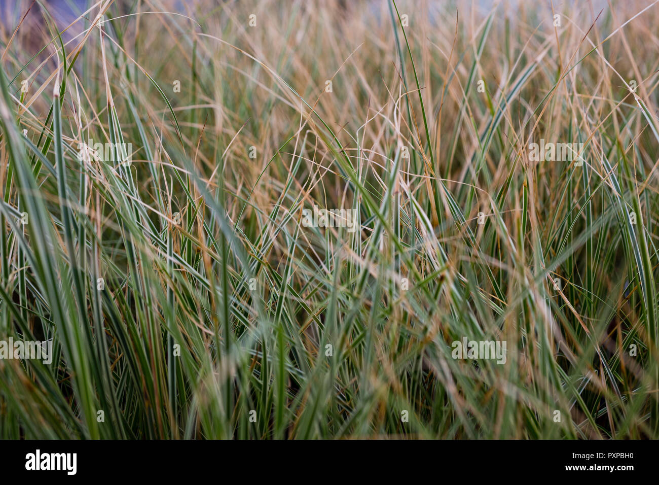 Carex brunnea 'Jenneke' Stock Photo