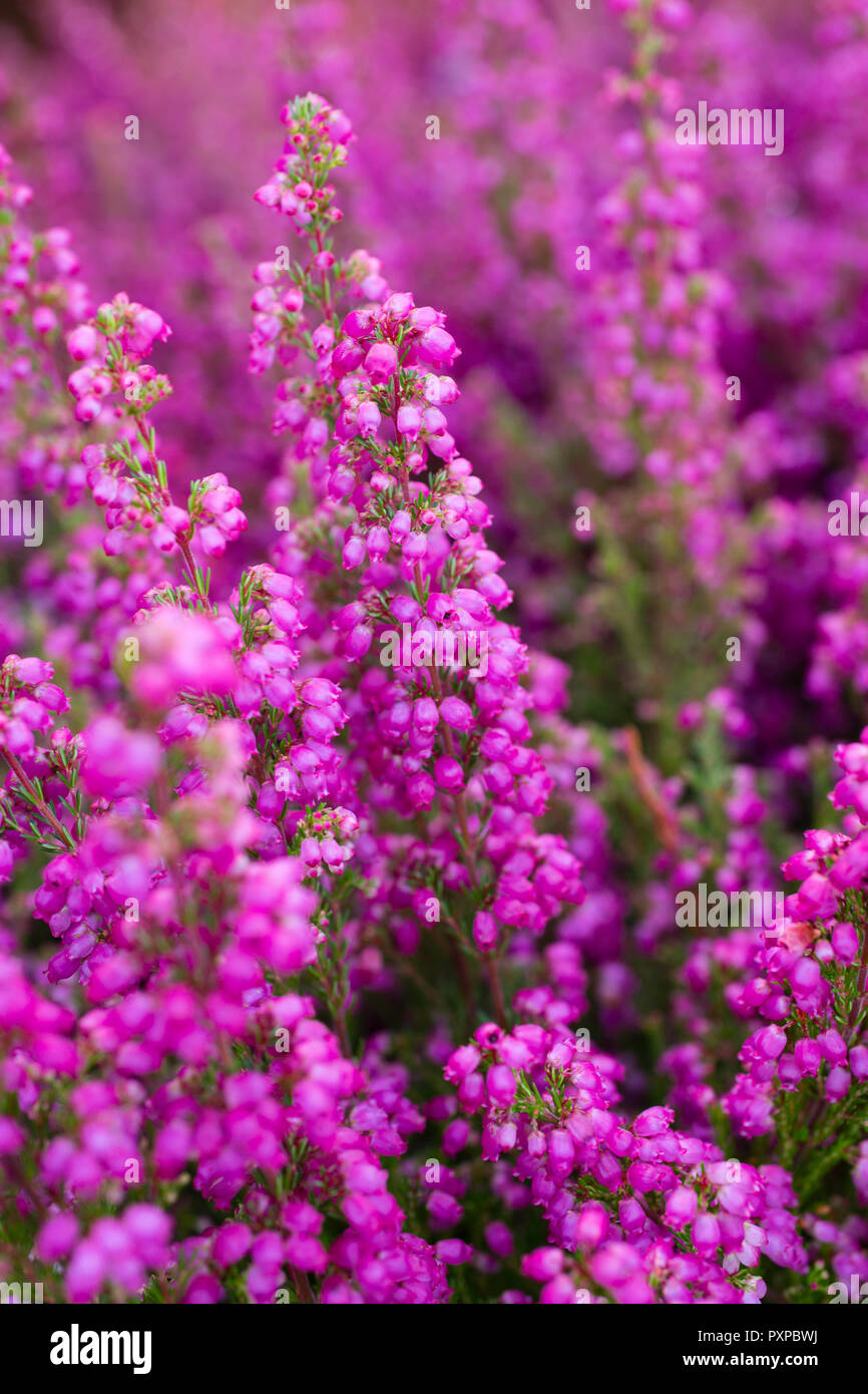 Erica gracilis hi-res stock photography and images - Alamy