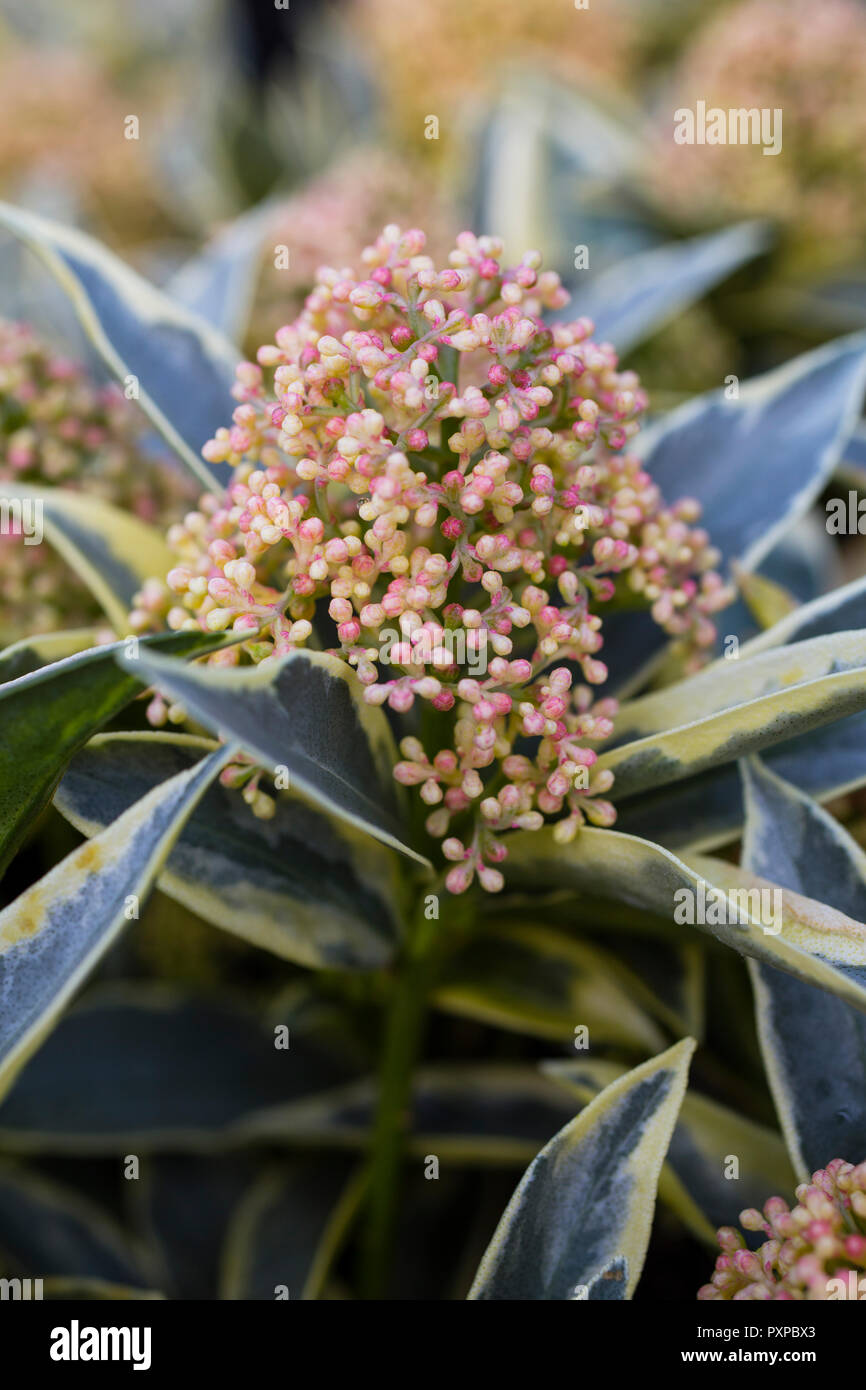 Skimmia japonica 'Magic Marlot' Stock Photo