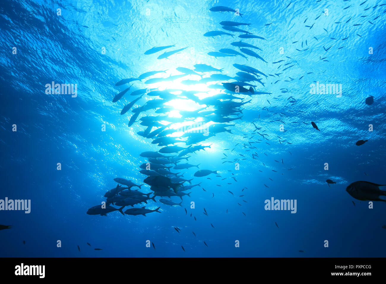 Shoal of fish underwater in the blue waters of the Great Barrier Reef