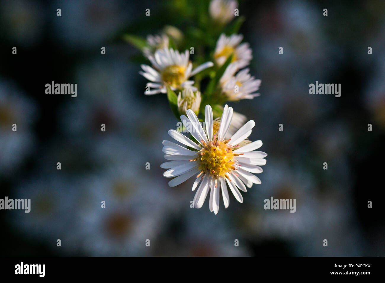 The flower of a white Michaelmas daisy in flower Stock Photo
