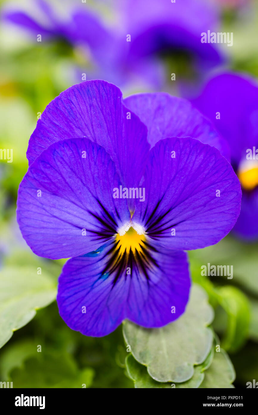 Viola 'Blue with Eye' Stock Photo