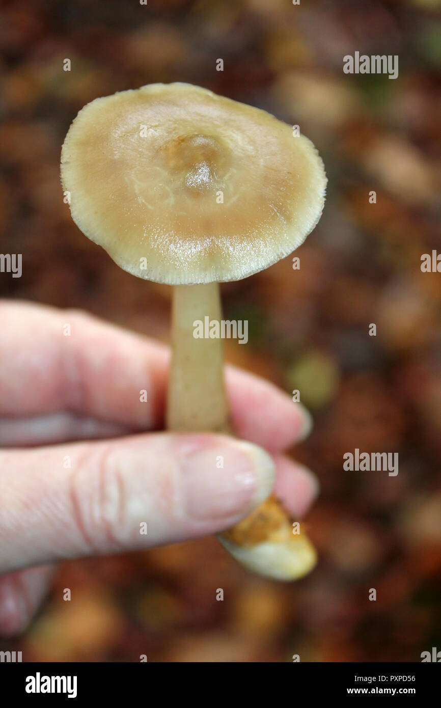 Butter cap Mushroom (Collybia butyracea/Rhodocollybia butyracea) Stock Photo