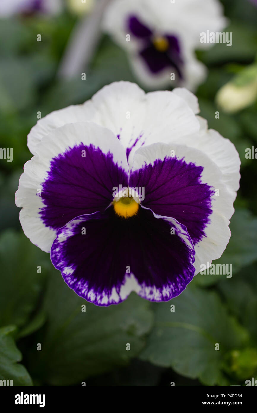 PANSY BLACK FLOWER- 100Seeds.Viola Wittrockiana Biennial rare BLACK flowers.