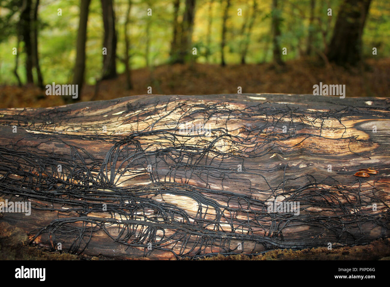 Black bootlace like flattened rhizomorphs of Honey Fungus Armillaria mellea that develop beneath the bark Stock Photo