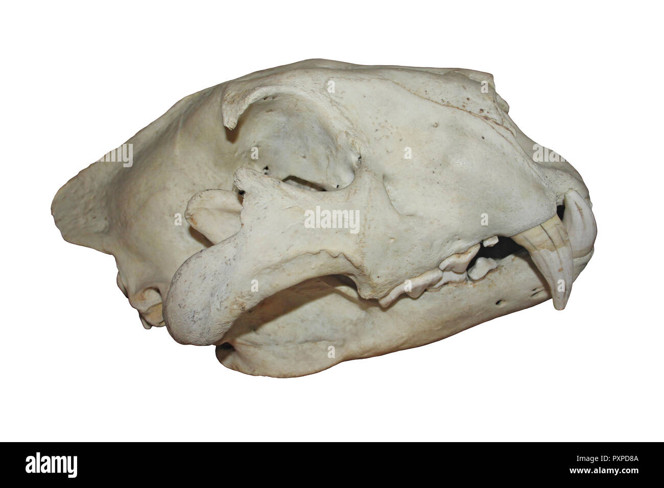 Lion (Panthera leo) Skull Stock Photo