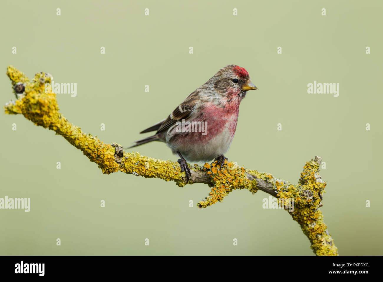 Common redpoll, Latin name Carduelis flammea, perched on a lichen covered twig, set against a pale green backgournd Stock Photo