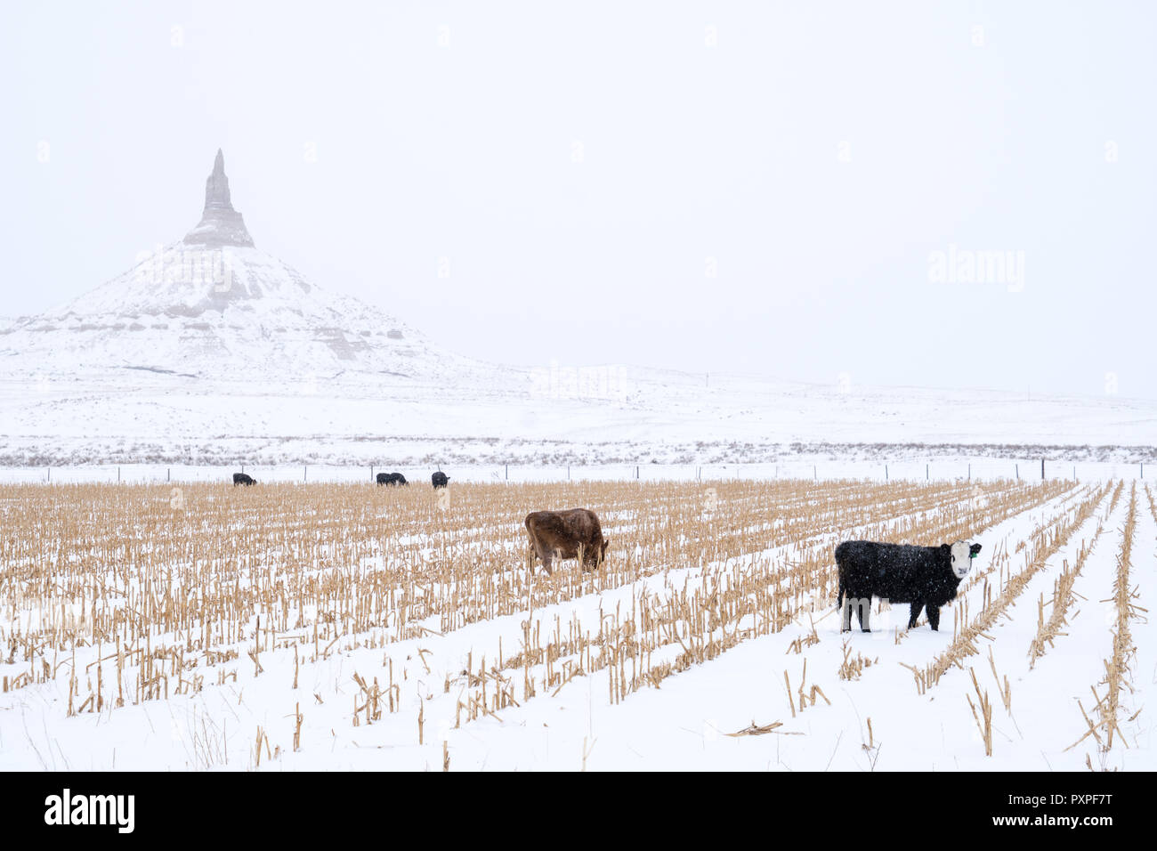 Cows grazing in front of Chimney Rock National Historic Site along the Oregon Trail in Bayard Nebraska during the winter Stock Photo