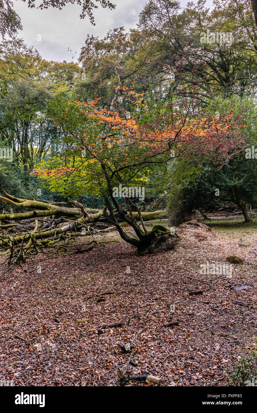 Autumn foliage on a tree in the New Forest National Park during September, Hampshire, England, UK Stock Photo